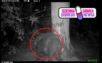 Leśne SPA. Fotopułapka przyłapała je "na gorącym uczynku"