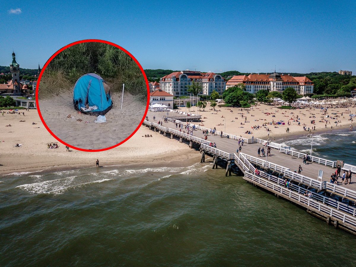 Dzik wdarł się do namiotu na plaży w Sopocie