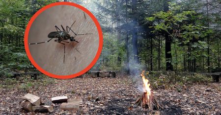 Masz taką grupę krwi? Badacze są już pewni w sprawie komarów