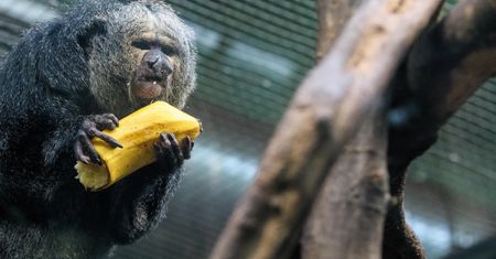 Odmrażanie gospodarki. Wrocław. ZOO znów otwarte. Będą pewne obostrzenia