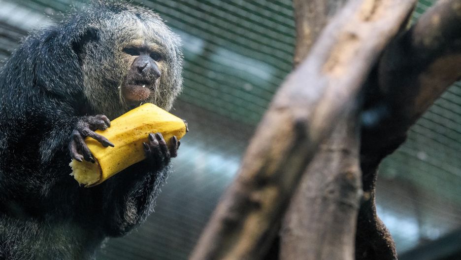 Odmrażanie gospodarki. Wrocław. ZOO znów otwarte. Będą pewne obostrzenia