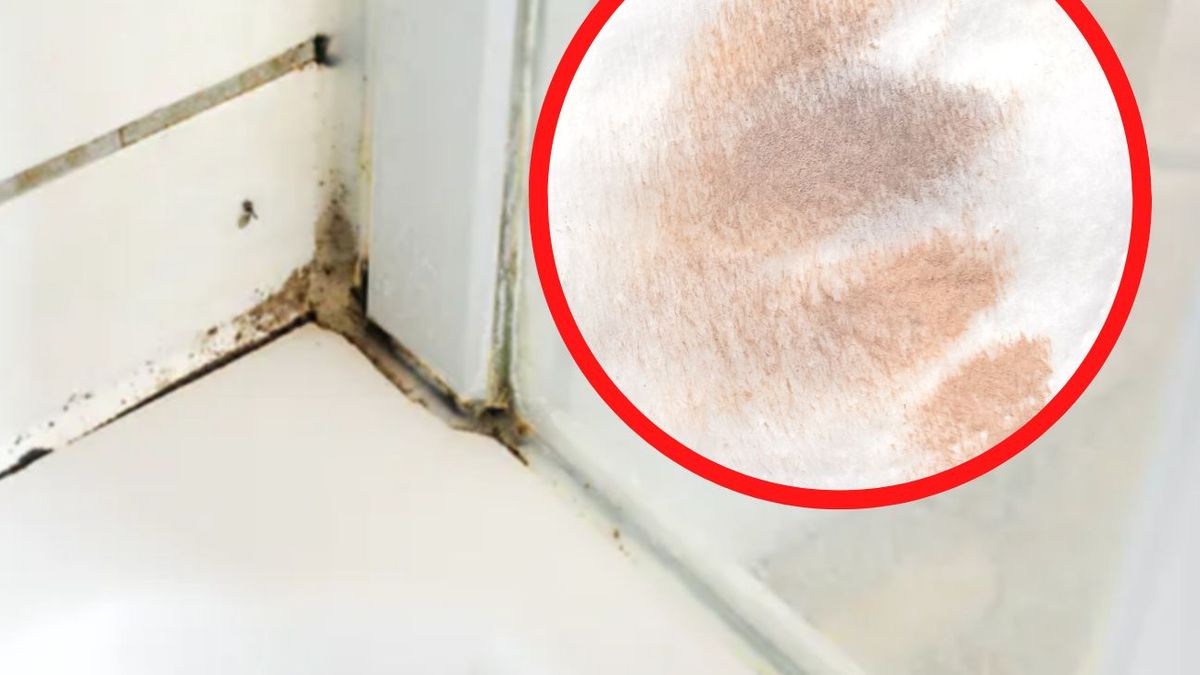 Jak pozbyć się pleśni pod prysznicem? 