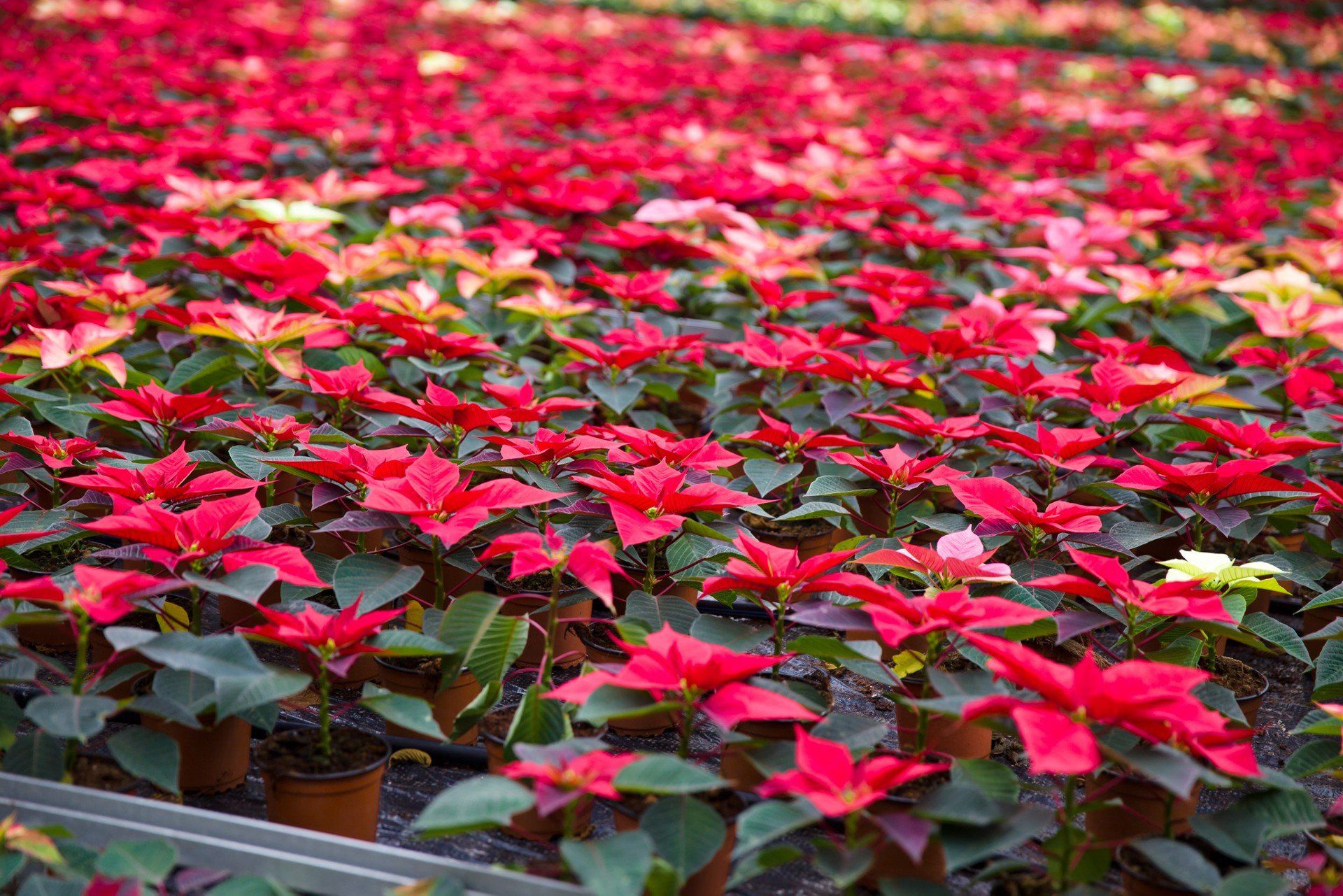Gwiazda betlejemska - liście i łodygi pod lupę.