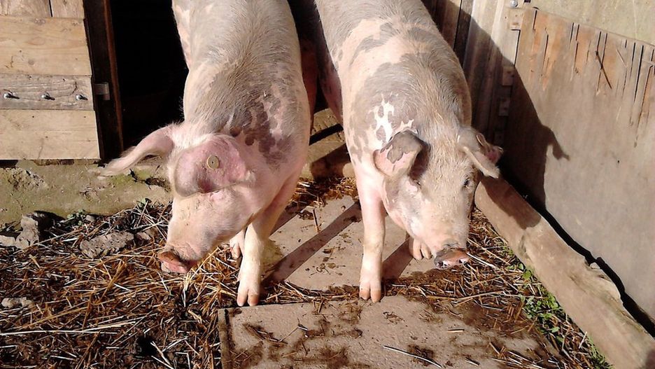 Rosnący popyt na mięso zwiększa ryzyko wystąpienia pandemii. 