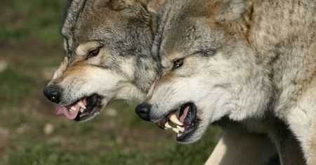 Wilki uciekły z wybiegu w zoo. Niebezpieczny incydent we Francji