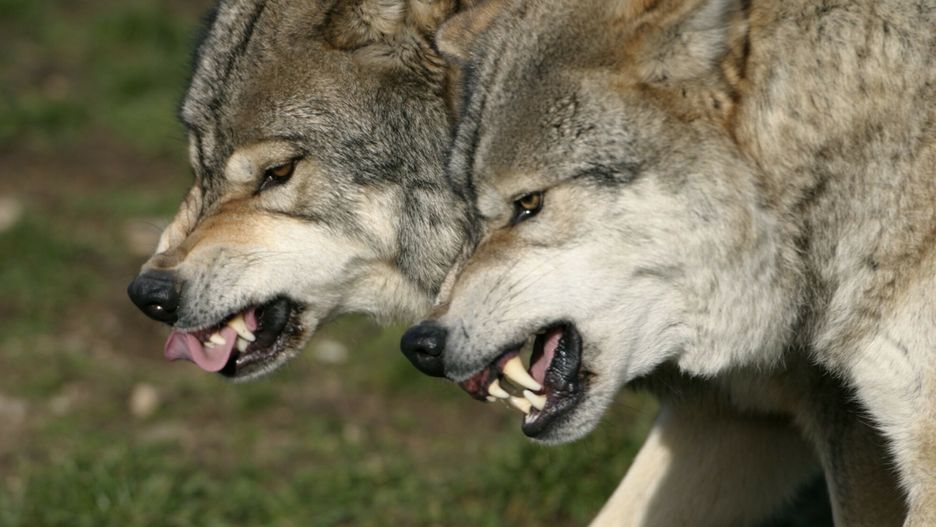 Stock picturesPHOTO: EAST NEWS/KINA Wolf / Canis lupus / Gray Wolf / Wolf / Loup / Zoogdieren - Mammalia - Mammals / Roofdieren - Carnivora - Carnivores / Hondachtigen - Canidae / fauna  Frankrijk - France - Frankreich - Europa - EuropeStoelwinder 