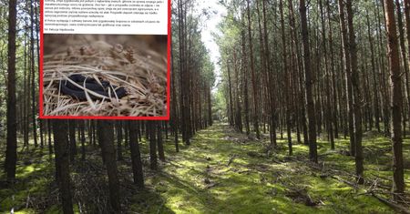 Leśnicy ostrzegają spacerowiczów. Jadowity gatunek na szlakach