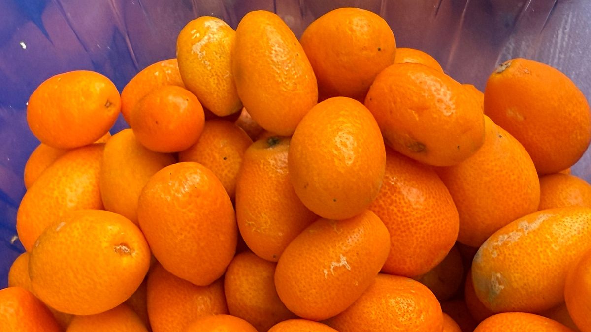 Kumkwat to owoc, który łączy orzeźwiający smak z wysoką wartością odżywczą.