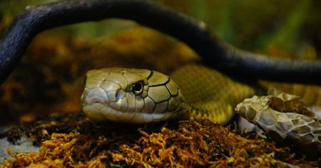 Nowy gatunek jadowitego węża odkryli naukowcy z Australii