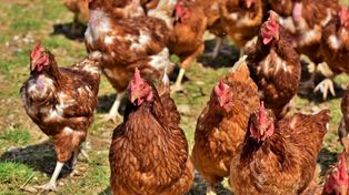 Drobiarze biją na alarm. Unijne przepisy większym zagrożeniem niż grypa ptaków