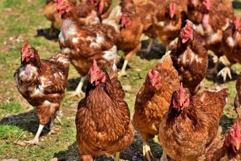 Drobiarze biją na alarm. Unijne przepisy większym zagrożeniem niż grypa ptaków