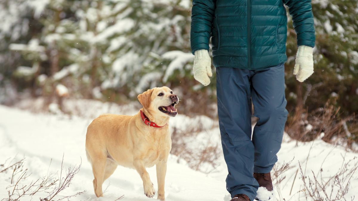 Mandat za psie odchody w miejscu publicznym.