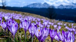 Zakopane: Idziesz na krokusy z psem? Trzymaj go mocno. Cebulki tych kwiatów są dla zwierząt niebezpieczne