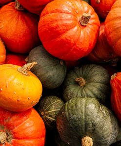 Pierwsze dynie już w sprzedaży. Oto ceny tego warzywa