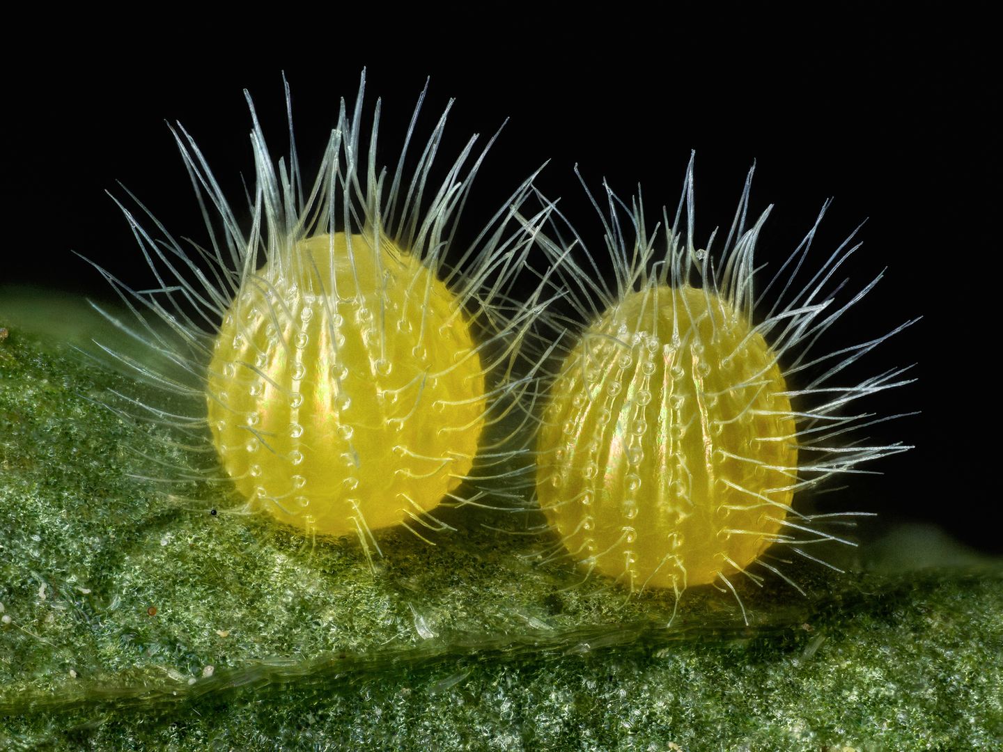 Nikon Small World 2017 - wspaniały mikroświat na zdjęciach z całego świata 13