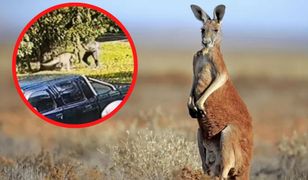 Brutalny atak kangura. To wygląda jak walka bokserska