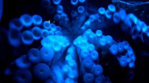 Ośmiornice - podekscytowane fanki HDTV 1