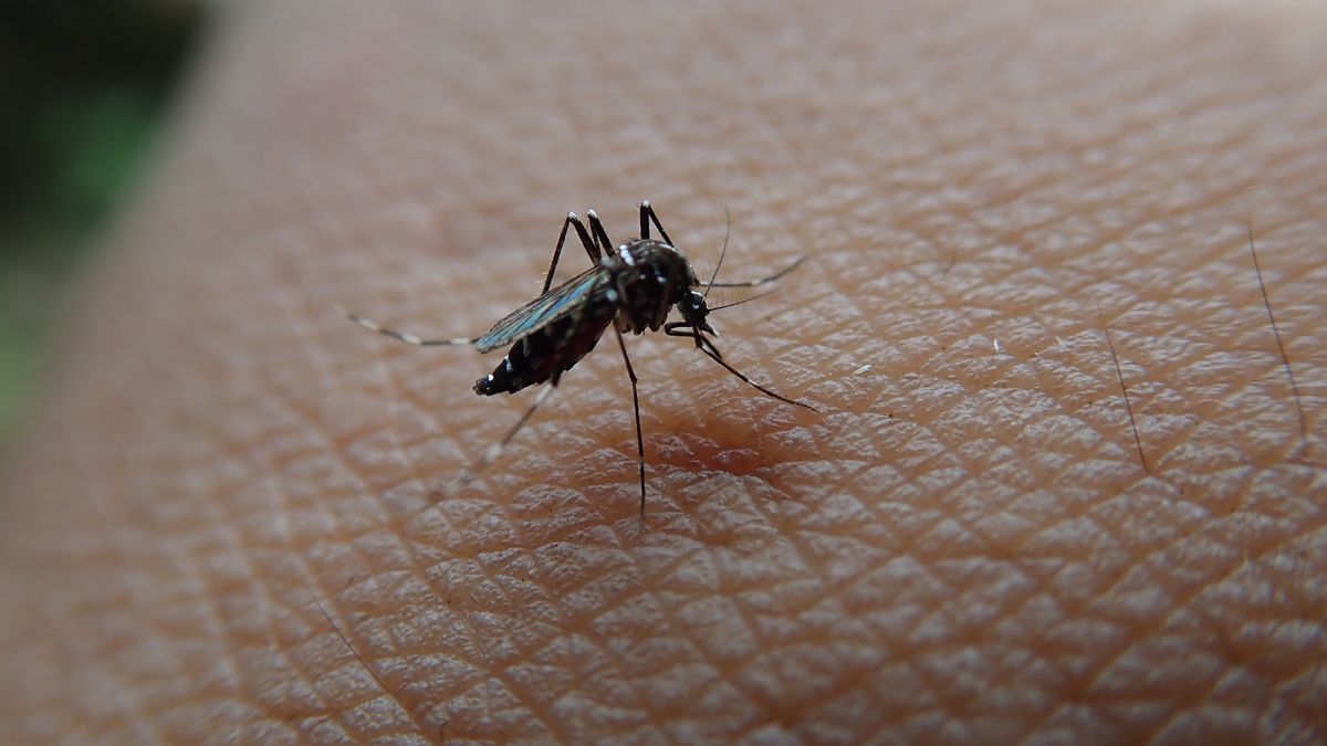 Jak uniknąć ukąszenia przez komary?