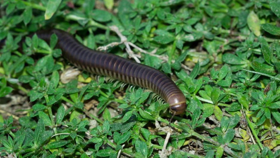 Krocionogi znowu są aktywne