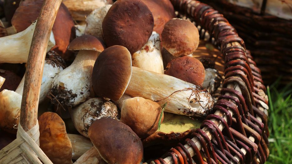 Basket full of fresh boletus mushrooms in forest. Top view
Basket full of fresh boletus mushrooms in forest . Top view .
Picasa
basket, mushroom, boletus, closeup, food, wattled, abundance, autumn, branch, brown, cap, close-up, club, crib, delicious, eatable, forest, full, fungaceous, fungi, fungiform, fungous, fungus, grow, harvest, head, healthy, mushrooming, mycelium, natural, nature, plant, season, seasonal, stalk, stem, summer, wicker, wooden, woven, basket, mushroom, boletus, closeup, food, wattled, abundance, autumn, branch, brown, cap, close-up, club, crib, delicious, eatable, forest, full, fungaceous, fungi, fungiform, fungous, fungus, grow, harvest, head, healthy, mushrooming, mycelium, natural, nature, plant, season, seasonal, stalk, stem, summer, wicker, wooden, woven