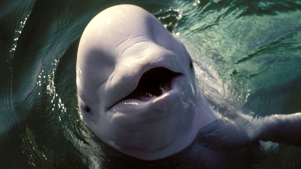 Rosjanie mają od lat szkolić wieloryby pod kątem szpiegostwa