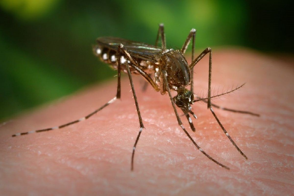 W kolejnej dekadzie śmiertelne choroby roznoszone przez komary będą powszechne w Europie? Wszystko przez globalne ocieplenie. 