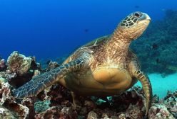 Amerykanie utworzą największy obszar chroniony na świecie