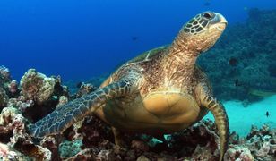 Amerykanie utworzą największy obszar chroniony na świecie