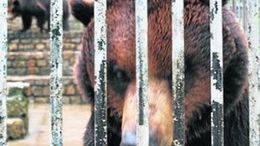 Zdaniem ekologów niedźwiedzie są trzymane w fatalnych warunkach i za małych klatkach