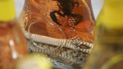 Spreparowane okazy chronionych węży i skorpionów znalezione przez celników