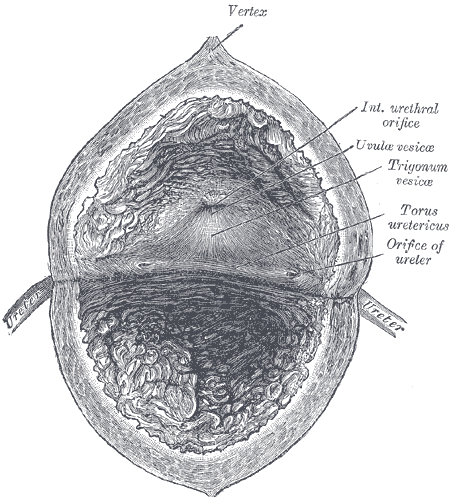 Schemat budowy pęcherza moczowego 