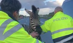 Nietypowy wypadek na autostradzie A20. Wszystkiemu winna zebra
