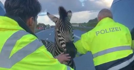 Nietypowy wypadek na autostradzie A20. Wszystkiemu winna zebra