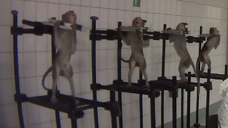 Skandal w niemieckim laboratorium. Cierpiące zwierzęta poddawane testom i kara w kwocie... 300 euro