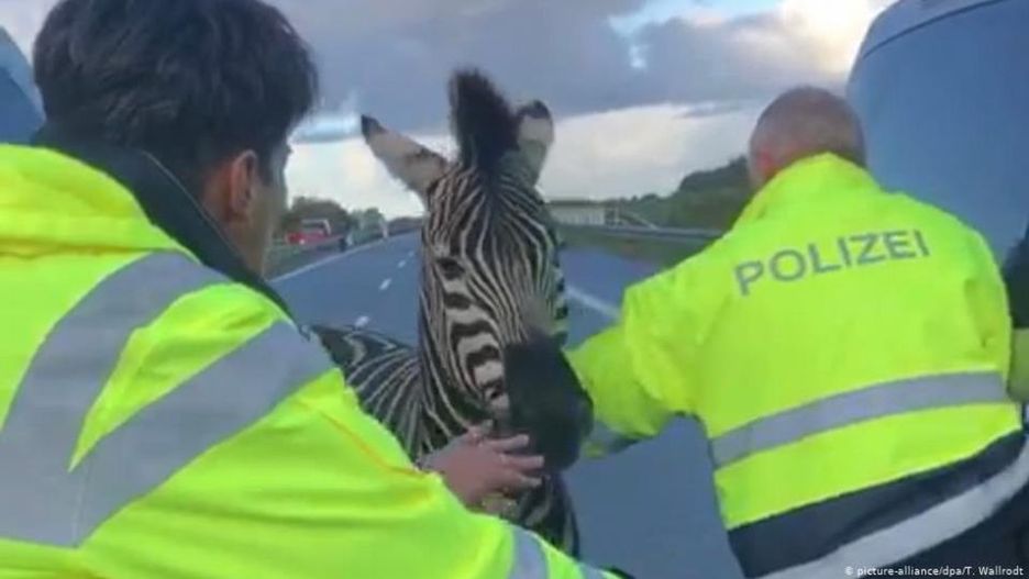 Zebra wtargnęła na autostradę A20 niedaleko granicy z Polską