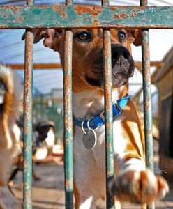 Zwierzęta z krakowskiego schroniska czekają na adopcję