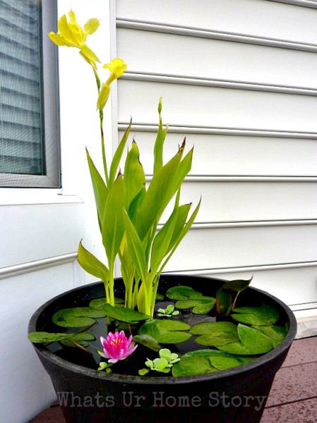 Water Garden