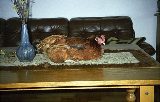 Obraz