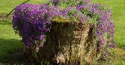Uroczy pomysł na kwietnik ogrodowy: stary pień