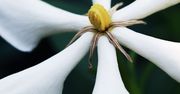 Gardenia