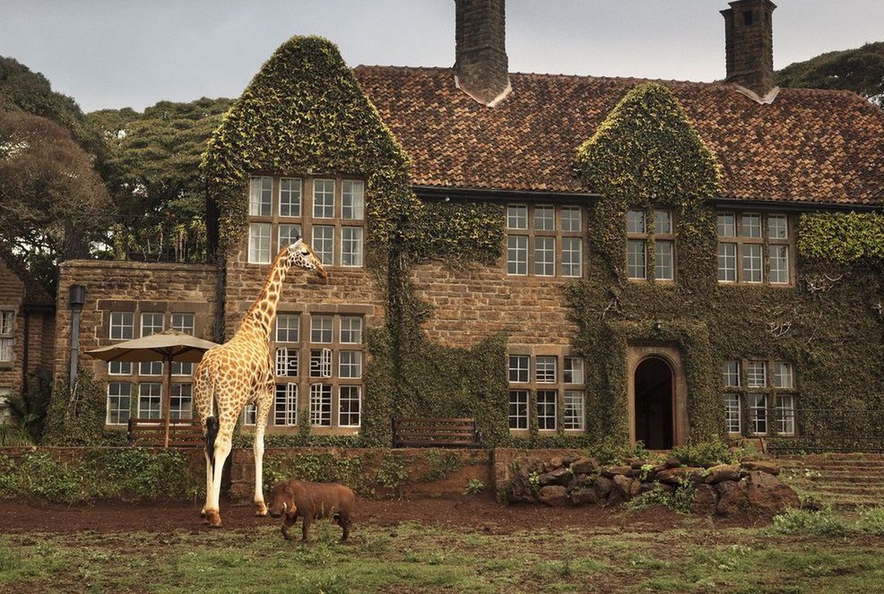 Tu żyrafy wpadają na obiad. Piękne zdjęcia z Afryki