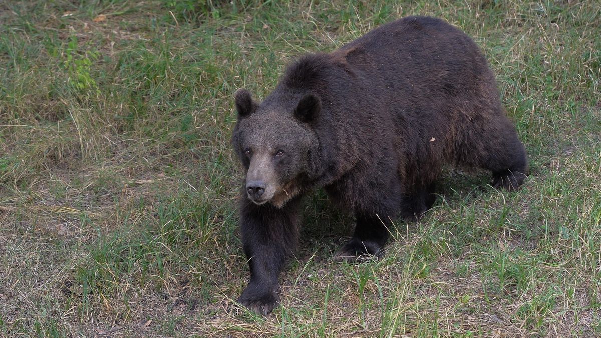 MSZ Polski potwierdza zgon Polaka w Armenii po ataku niedźwiedzia