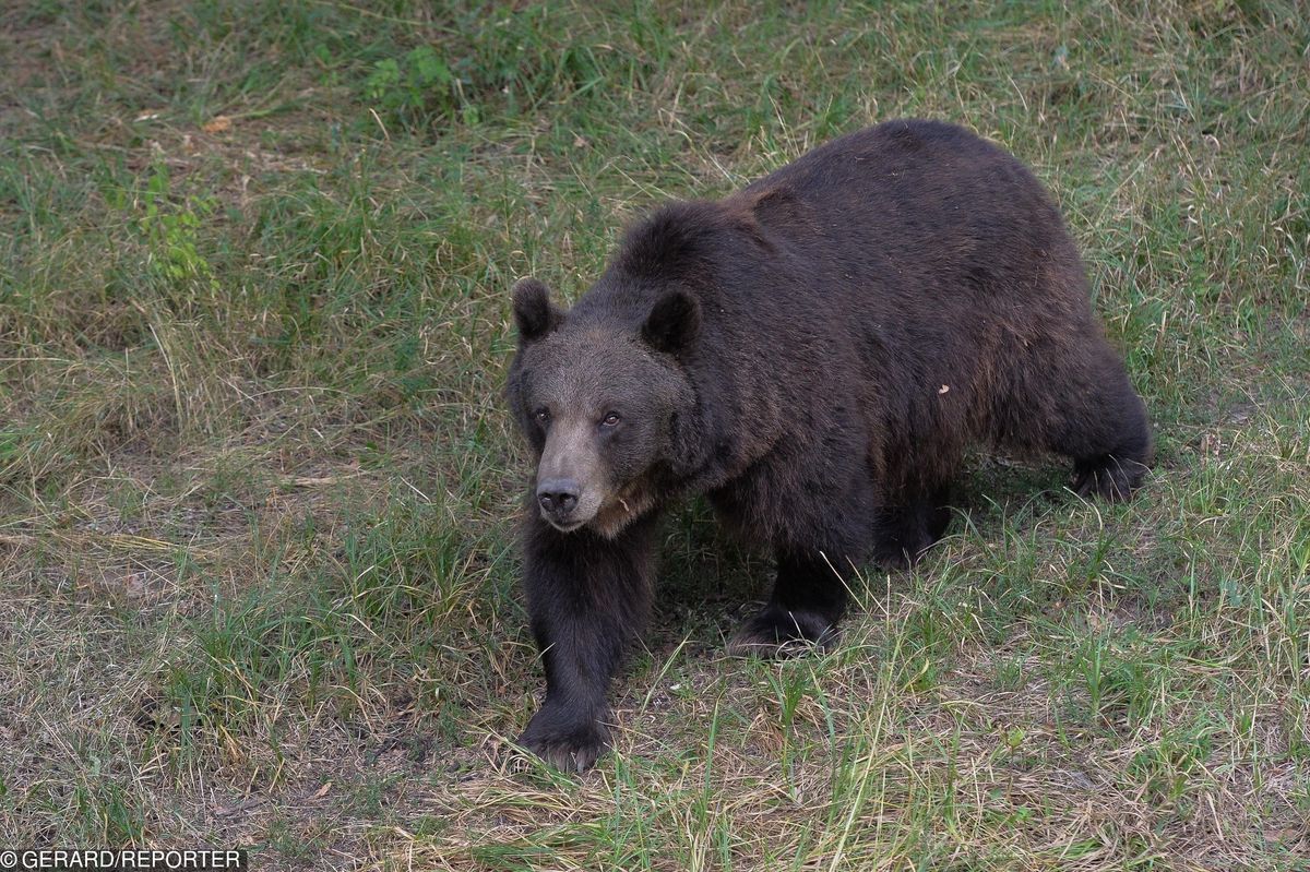 Atak niedźwiedzia w Armenii. Nie żyje Polak. MSZ potwierdza