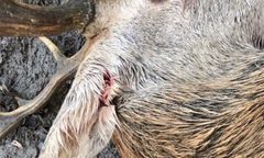 Śmierć jelenia. Myśliwi idą w zaparte, aktywiści: horrendalne tłumaczenia