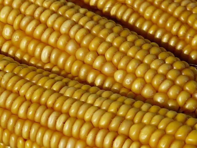 Liczba rzędów w kolbie kukurydzy zawsze jest parzysta