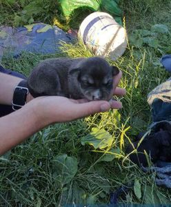 Chciał zabić pięć szczeniaków. Przeszkodzili mu policjanci