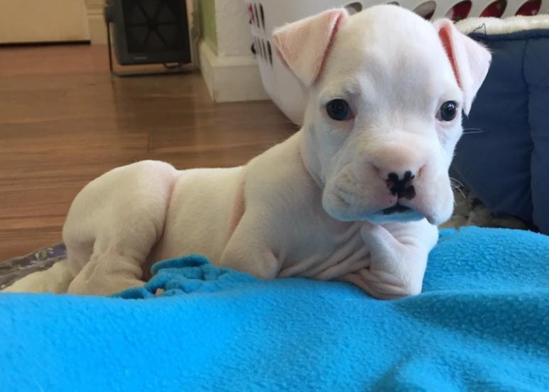 Urodził się bez łapek. Dobrzy ludzie go uratowali