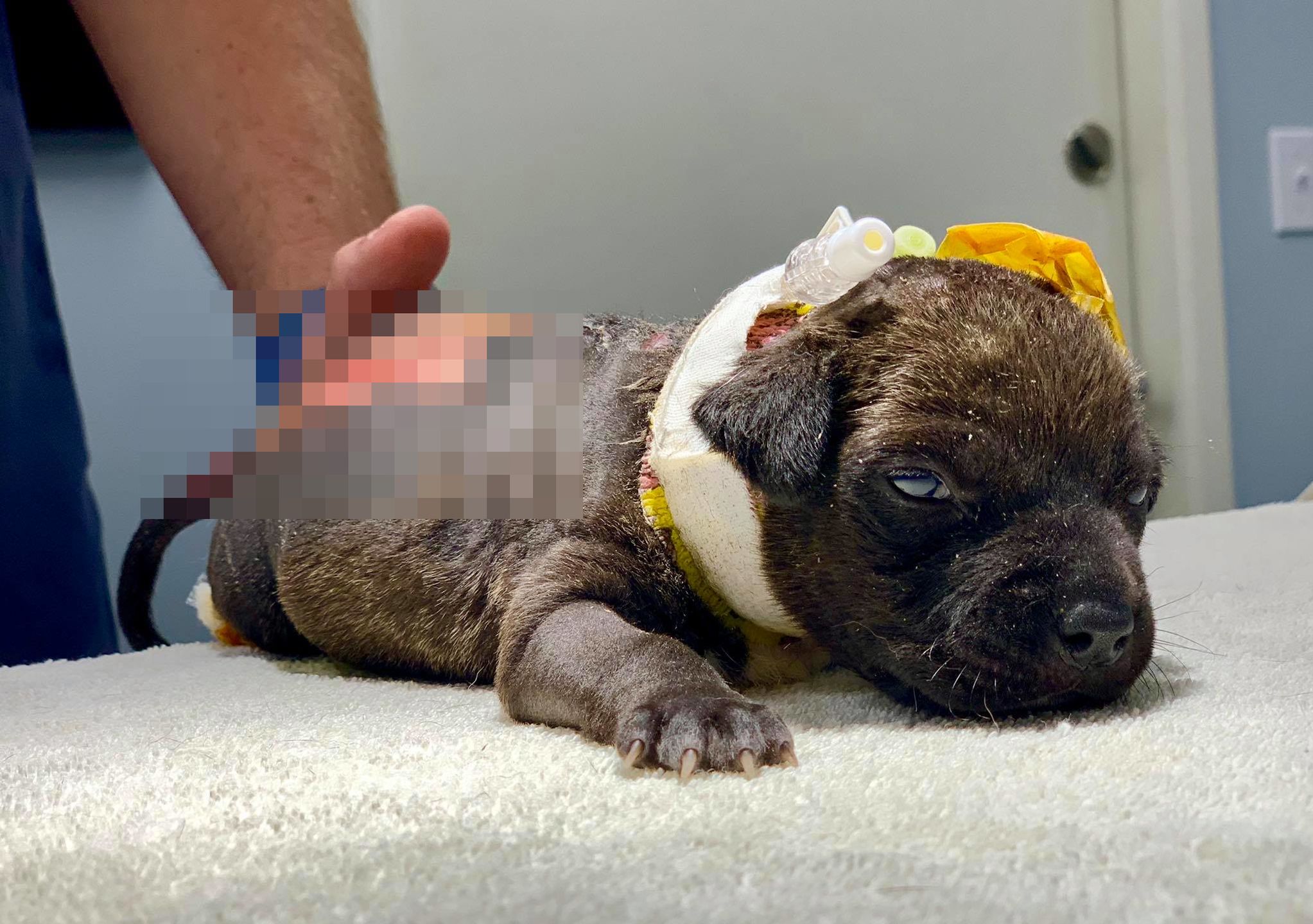 Nowy pacjent kliniki weterynaryjnej Sherman Oaks - piesek Hope