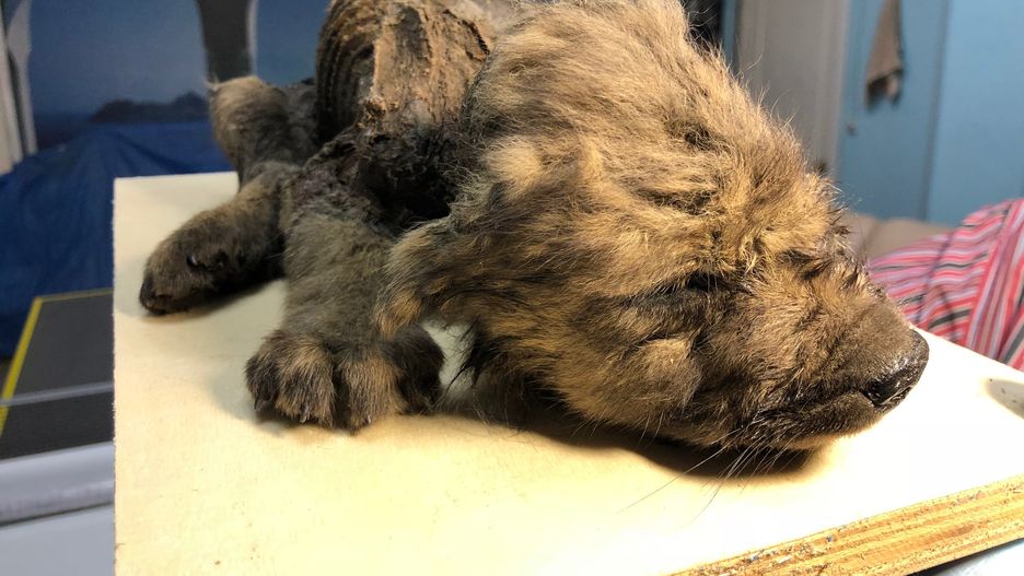 Znalezione w syberyjskiej zmarzlinie zwierzę może być wilkiem, psem lub przodkiem obu gatunków