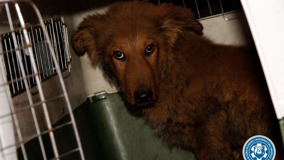 Szczeniak ofiarą bestialskiego zachowania